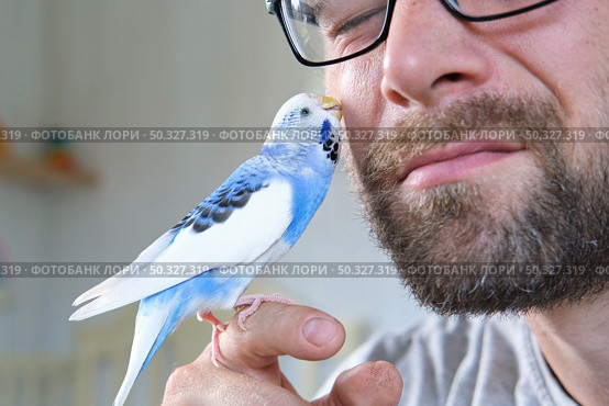 Budgerigar playing with handsome man. Budgie. Funny blue purple parakeet sitting on owner head. Cute violet tamed bird having fun with people. Friendship, relationship with Pets. Cute domestic animals. Стоковое фото, фотограф Марина Демидюк / Фотобанк Лори