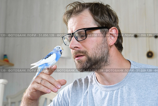Budgerigar playing with handsome man. Budgie. Funny blue purple parakeet sitting on owner head. Cute violet tamed bird having fun with people. Friendship, relationship with Pets. Cute domestic animals. Стоковое фото, фотограф Марина Демидюк / Фотобанк Лори