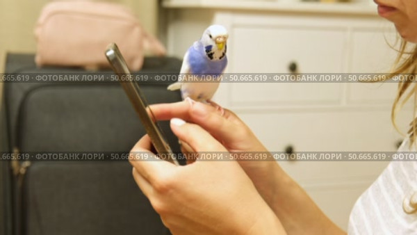 Budgerigar playing with handsome man. Cute Budgie. Funny blue purple parakeet sitting on smartphone. Domestic Animals and gadgets. Pet and phone. Friendship, relationship with Pets. Humor. Technology. Стоковое видео, видеограф Марина Демидюк / Фотобанк Лори