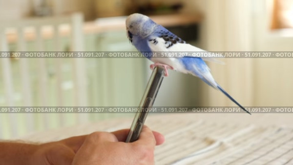 Budgerigar playing with handsome man. Cute Budgie. Funny blue purple parakeet sitting on smartphone. Domestic Animals and gadgets. Pet and phone. Friendship, relationship with Pets. Humor. Technology. Стоковое видео, видеограф Марина Демидюк / Фотобанк Лори
