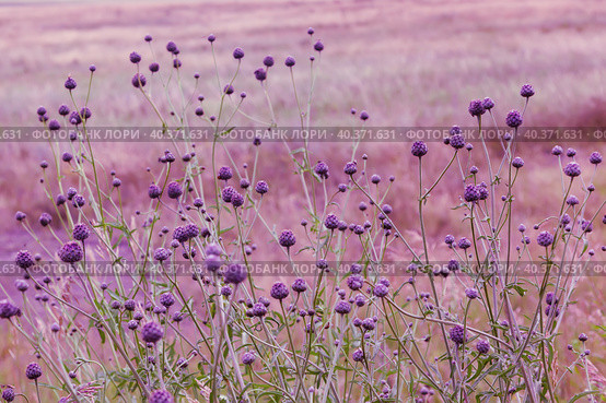 buds of wildflowers background in lilac and pink tones, selectiv focus, close up. Стоковое фото, фотограф Оксана Прахова / Фотобанк Лори