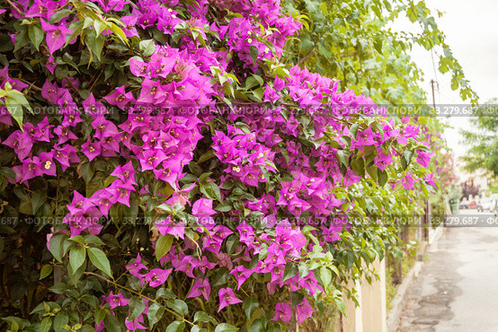 Бугенвиллия (Bougainvillea) Стоковое фото, фотограф Юлия Бабкина / Фотобанк Лори