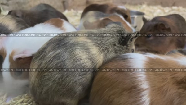 Bunch of guinea pigs feeding on grass in a farm. Small scale business of breeding and sale of pet animals, Brood of hungry Guinea pigs asking food. Close-up. Стоковое видео, видеограф Регина Ерофеева / Фотобанк Лори
