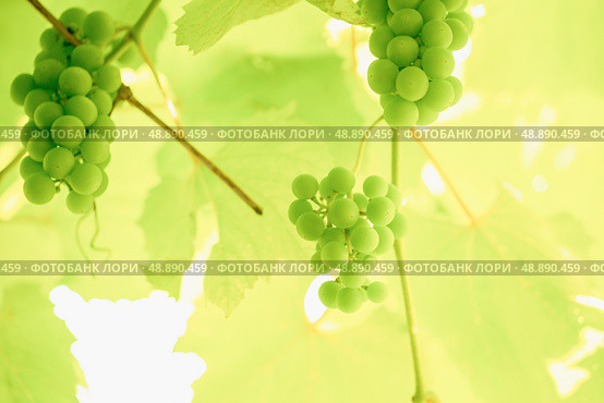 Bunches of green grapes among green foliage. Стоковое фото, фотограф Дмитрий Попов / Фотобанк Лори