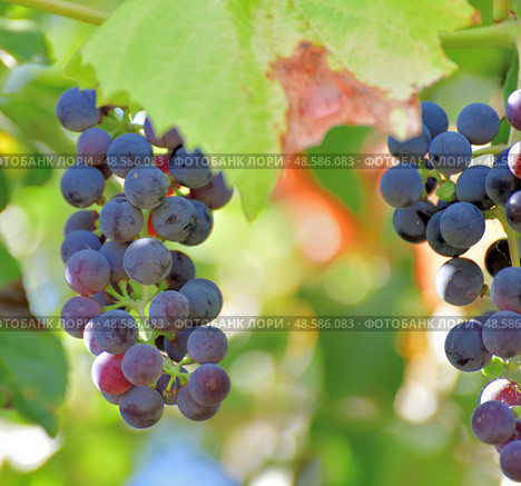 Bunches of Isabella grapes - hybrid of Vitis labrusca and Vitis vinifera. Стоковое фото, фотограф Володина Ольга / Фотобанк Лори