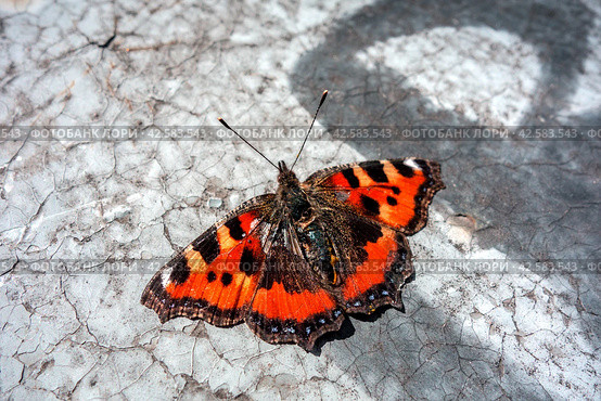 Burdock butterfly dries its wings on the cracked surface. Стоковое фото, фотограф Iva Noel / Фотобанк Лори