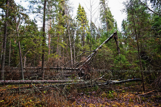 Бурелом. Стоковое фото, фотограф Макаров Алексей / Фотобанк Лори