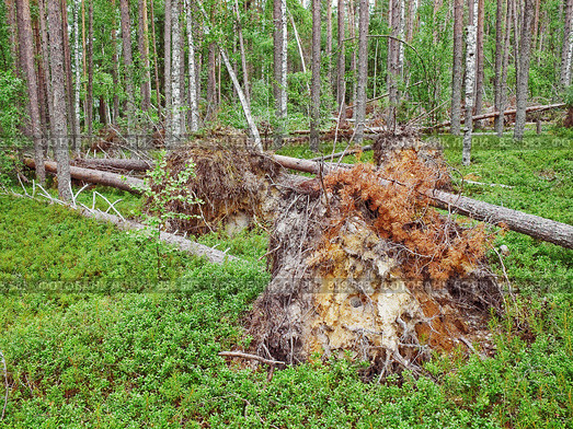 Бурелом в лесу. Стоковое фото, фотограф Вадим Кондратенков / Фотобанк Лори