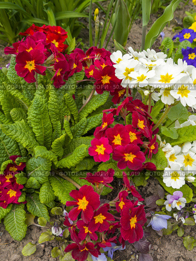 Burgundy and white primroses or primula flowers in the spring garden (Lat. Primula vulgaris). Beautiful, perennial, herbaceous, unpretentious, shade-tolerant flowering plant. Floral background. Стоковое фото, фотограф Виктория Катьянова / Фотобанк Лори