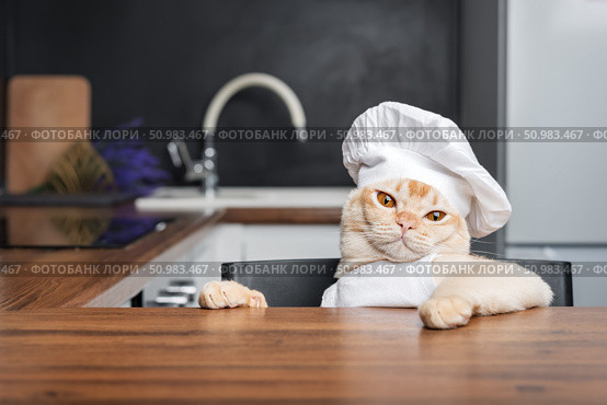 Burmese cat chef awaits a treat in the kitchen. Стоковое фото, фотограф Светлана Султанаева / Фотобанк Лори