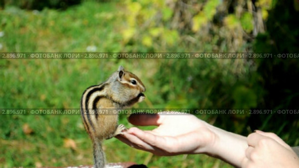 Бурундук (chipmunk)  на руках у девушки. Стоковое видео, видеограф Частоколенко Борис Леонтьевич / Фотобанк Лори