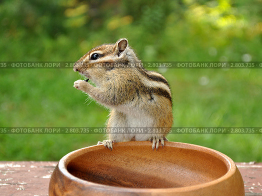 Бурундук (chipmunk) на вазе грызёт семечку. Стоковое фото, фотограф Частоколенко Борис Леонтьевич / Фотобанк Лори