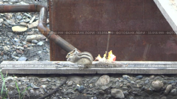 Бурундук грызет семечки. Стоковое видео, видеограф Олег Хархан / Фотобанк Лори
