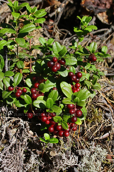 Bush of a ripe cowberry in forest. Стоковое фото, фотограф Елена Зинина / Фотобанк Лори