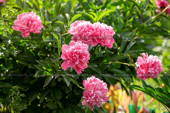 Bush of pink peonies. Стоковое фото, фотограф Юлия Бабкина / Фотобанк Лори