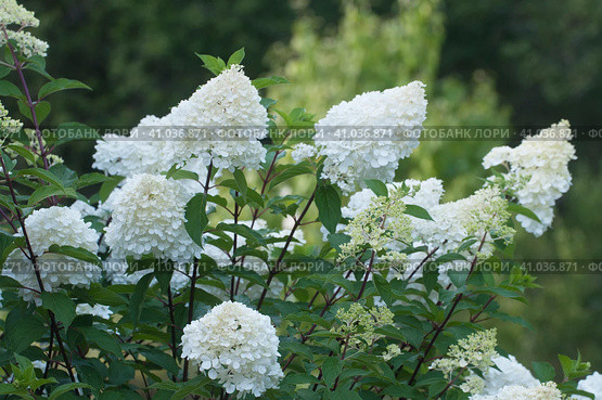Bush of white abundantly blooming hydrangea. Стоковое фото, фотограф Александр Курлович / Фотобанк Лори