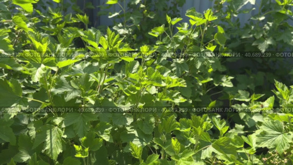 Bush of young blackcurrant in the garden on a sunny day. Herbs, Ingridients for drying to brew healthy tea. concept. Стоковое видео, видеограф Сахарова Мария Юрьевна / Фотобанк Лори