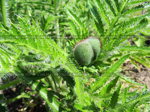 Бутон мака восточного (Papaver orientale) Стоковое фото, фотограф Заноза-Ру / Фотобанк Лори