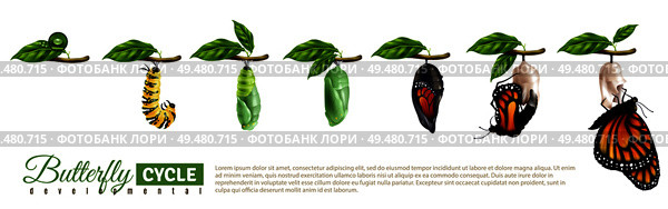 Butterfly metamorphosis horizontal set showing developmental cycle from egg to adult insect realistic vector illustration . Butterfly Metamorphosis Horizontal Set. Стоковая иллюстрация, агентство Ingram Publishing / Фотобанк Лори
