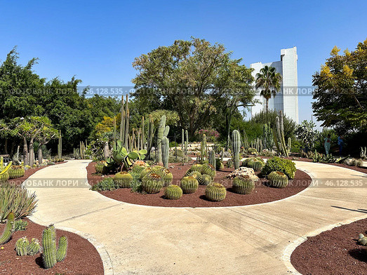 Cactus Park on the the campus of the Weizmann Institute of Science. Стоковое фото, фотограф Irina Opachevsky / Фотобанк Лори