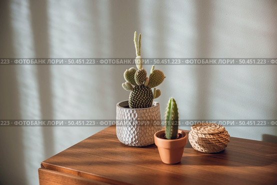 Cactus plants over a bedside table . Стоковое фото, агентство Ingram Publishing / Фотобанк Лори