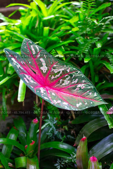 Caladium in the garden. A beautiful plant with a bright red pattern. Landscaping and decor. Стоковое фото, фотограф Коханова Наталья / Фотобанк Лори