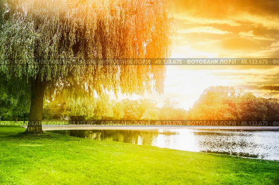 called sallow tree  on the shore of the pond in sunset light. Стоковое фото, агентство Ingram Publishing / Фотобанк Лори