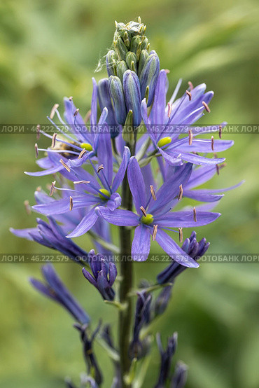 Camassia leichtlinii Caerulea flower in a garden. Стоковое фото, фотограф Ольга Сейфутдинова / Фотобанк Лори