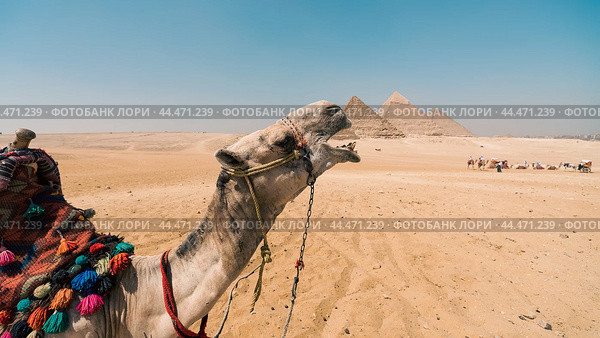 camel head against the background of the Cheops pyramid in Giza Egypt (2021 год). Стоковое фото, фотограф Артем Курутин / Фотобанк Лори