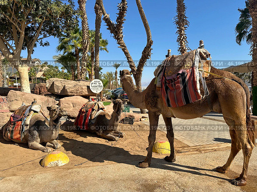 Camel Ride Point in Eilat Resort Area. Редакционное фото, фотограф Irina Opachevsky / Фотобанк Лори