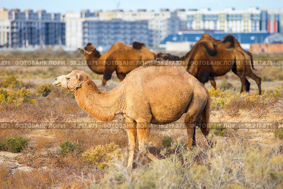 Camels (2022 год). Стоковое фото, фотограф Art Konovalov / Фотобанк Лори
