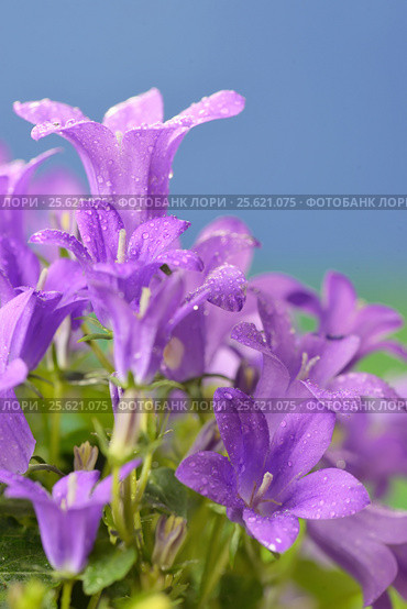 Campanula muralis flowers. Стоковое фото, фотограф Iordache Magdalena / Фотобанк Лори