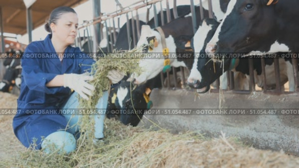 Careful middle-aged female farmer giving fresh grass to cows, girl working behind at rural farm. Стоковое видео, видеограф Яков Филимонов / Фотобанк Лори