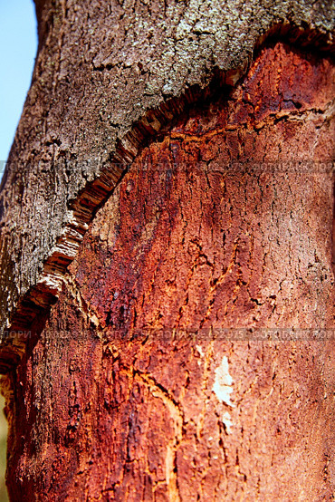 Castellon alcornocal in Sierra Espadan cork tree forest in Valencian Community of Spain. Стоковое фото, агентство Ingram Publishing / Фотобанк Лори