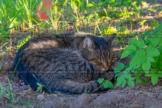 Cat animal sleep, nature pet, garden feline rest outdoors. Стоковое фото, фотограф Elena Grishina / Фотобанк Лори