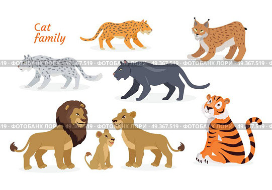 Cat family. Felidae. Pantherinae Tiger Lion Jaguar. Cat family. Felidae family of cats. Felids. Pantherinae comprising tiger, lion, jaguar, leopard, snow leopard, ounce and clouded leopards. Lion family. Big wild cats. Flat style Vector illustration. Стоковая иллюстрация, агентство Ingram Publishing / Фотобанк Лори