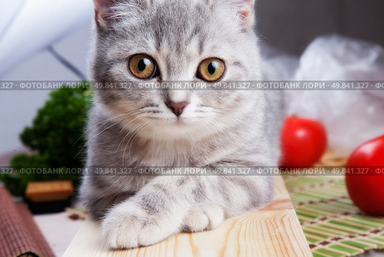 cat muzzle looking at you. Our pets. Стоковое фото, агентство Ingram Publishing / Фотобанк Лори