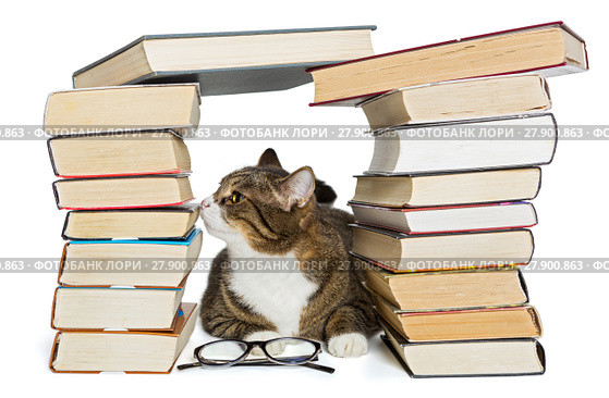Cat sitting in the house of books. Стоковое фото, фотограф Okssi / Фотобанк Лори