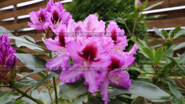 Catawba Rhododendron Cultivar (Rhododendron catawbiense) Стоковое видео, видеограф Ольга Сейфутдинова / Фотобанк Лори