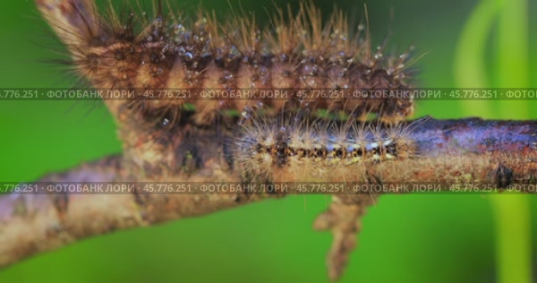 Caterpillar Phragmatobia fuliginosa also ruby tiger. A caterpillar crawls along a tree branch on a green background. Стоковое видео, видеограф Андрей Армягов / Фотобанк Лори