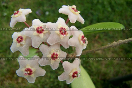 caucasian green plant european blank. Стоковое фото, фотограф Frank Rehermann / Smarterpix / Фотобанк Лори