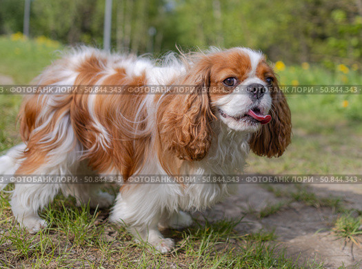 Cavalier King Charles Spaniel dog on a walk in the summer park. Стоковое фото, фотограф Андрей Армягов / Фотобанк Лори