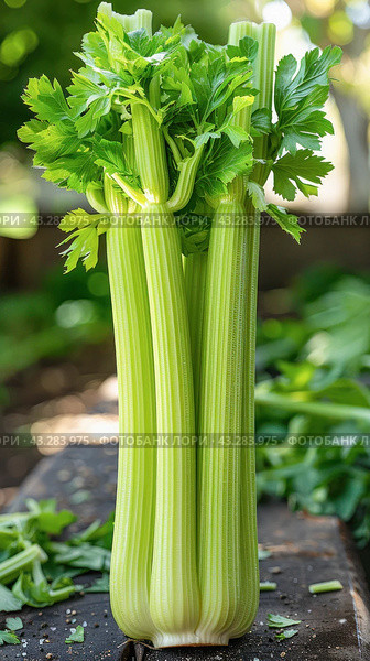 Celery, a grass family plant with annual lifecycle, is an essential food on the table. Стоковое AI-изображение, AI-художник Юрий Поздников / Фотобанк Лори
