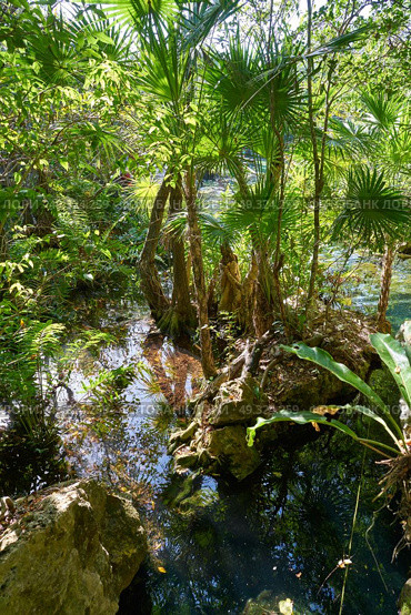 Cenote in Riviera Maya of Mayan Mexico sinkhole exposing groundwater. Стоковое фото, агентство Ingram Publishing / Фотобанк Лори
