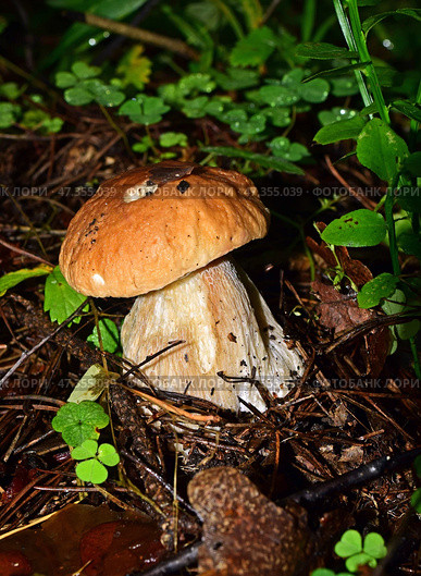 Cep mushroom at the forest. Стоковое фото, фотограф Photolart / Фотобанк Лори