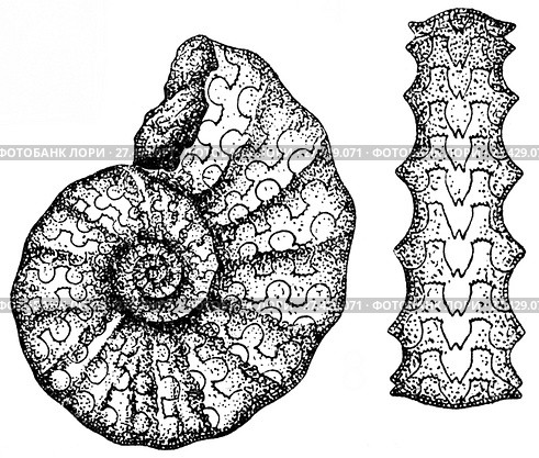 Ceratites nodosus de Haan. Ископаемые организмы. Стоковая иллюстрация, иллюстратор Макаров Алексей / Фотобанк Лори