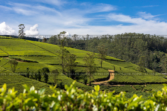 Ceylon. Sri Lanka. Nuwara Eliya. Panoramic view of the beautiful green tea plantations on a clear sunny day with a blue sky with clouds. Стоковое фото, фотограф Yuriy Savin / Фотобанк Лори