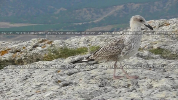 Чайки Хохотуньи Larus cachinnans. Стоковое видео, видеограф Александр Мамонтов / Фотобанк Лори