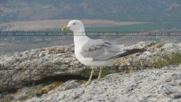 Чайки Хохотуньи Larus cachinnans. Стоковое видео, видеограф Александр Мамонтов / Фотобанк Лори
