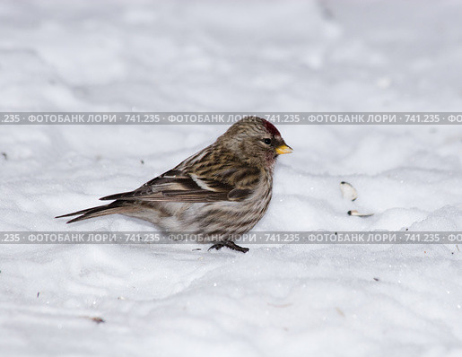 Чечетка, Acanthis flammea, Redpoll. Стоковое фото, фотограф Василий Вишневский / Фотобанк Лори